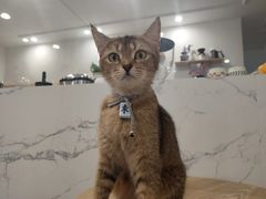 -楼上猫咖(罗湖店)