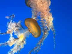 -太平洋海底世界