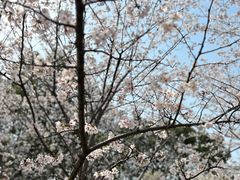 -高东镇樱花园