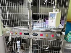 -瑞鹏宠物医院·宠保定点·心脏科·内科(御桥分院)