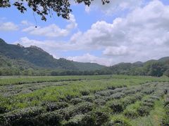 -中国茶叶博物馆(双峰馆区)