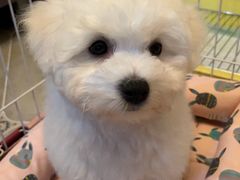 -翊宠yipet猫狗购宠庄园犬舍•猫舍