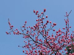 -三圣花乡旅游区