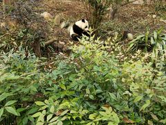 -都江堰中华大熊猫苑