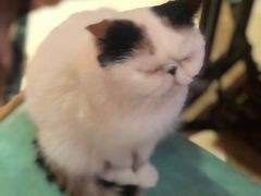 -猫色咖啡·猫咖