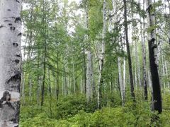 -北极村旅游风景区