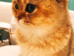 -飞行喵MR PILOT|猫舍·猫咖(静安大融城店)