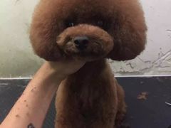 宠物美容-超宠爱宠物摄影-Super pet