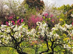 -南汇桃花村