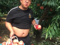-小慧大桃观光采摘园