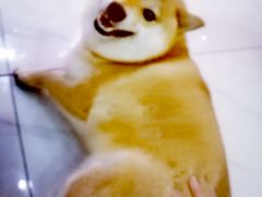 -柴源莊·柴小宠柴犬咖啡