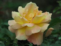 -人民公园(罗湖区)