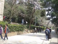 -武汉大学-樱园
