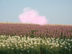 -径山花海