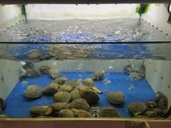 -质烤烤物·活烤海鲜(质烤总店)