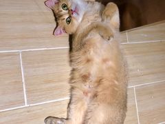 -momokira米努特·德文卷毛猫·棉花面纱犬