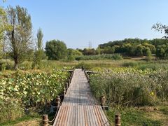 -马家湾湿地公园