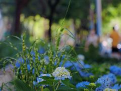 -三里屯东五街银杏大道
