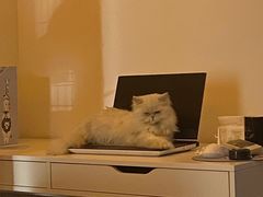 -70cat德文卷毛猫·缅因猫纯种猫舍