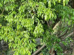 -都江堰中华大熊猫苑