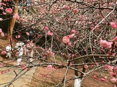 -杭州植物园