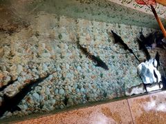 -荣德灶台鱼(圣泉寺店)