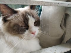 -喵喵咪呀布偶猫咖(春熙路店)