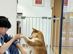 -南京Hallo宠物乐园·哈罗犬舍·柴犬繁育基地