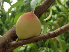 -南京市芳草园小学(凤凰校区)