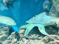 -上海海洋水族馆