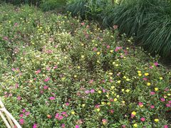 -昆山城市生态森林公园