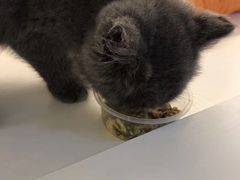-喵zoo家庭繁育猫舍(尖东智能花园店)
