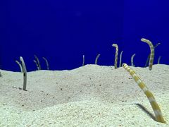 -上海海洋水族馆