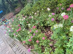 -上海滨江森林公园