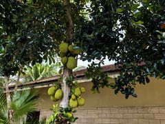 -三亚海棠湾万丽度假酒店