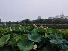 -西海子公园