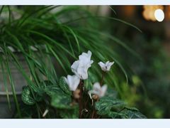 -行人小筑·茶馆(岑村火炉山分店)