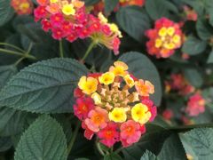 -鉴川·川菜传承(星汇两江店)