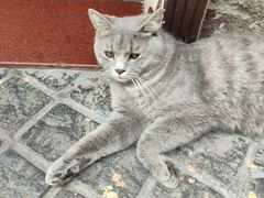 -猫岛主趣味餐厅(鼓浪屿店)