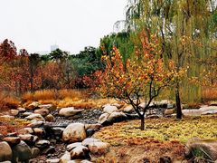 -莲花池公园