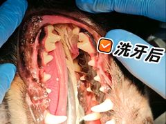 -柏萃动物医院·骨科·牙科