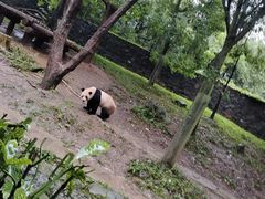 -都江堰中华大熊猫苑