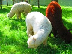 -洛阳白云山景区