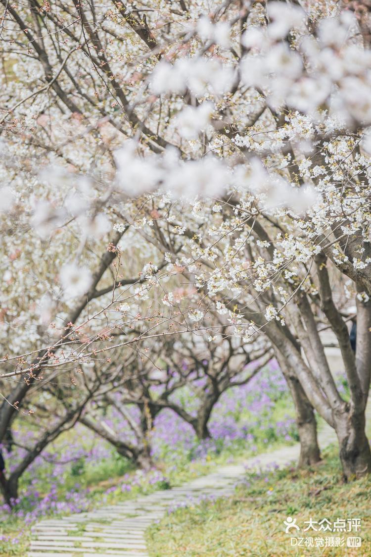 我发现这里的樱花已经开啦
