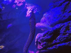 -暹罗海洋世界