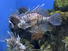 -大连老虎滩海洋公园