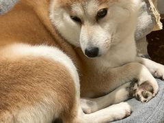-逗柴咖啡屋·狗咖猫咖宠物桌游