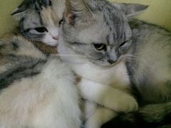 猫色咖啡-猫色咖啡·猫咖