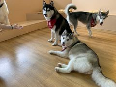-Husky Go! 哈士奇体验馆·宠物咖啡厅狗咖