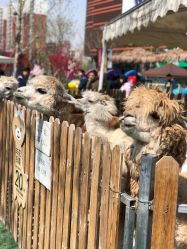 -萌宠亲子动物乐园(槐房万达店)